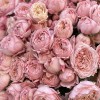 Кустовая роза Джульетта 50 см
