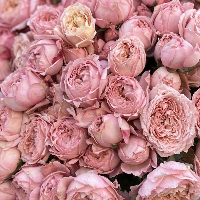 Кустовая роза Джульетта 50 см