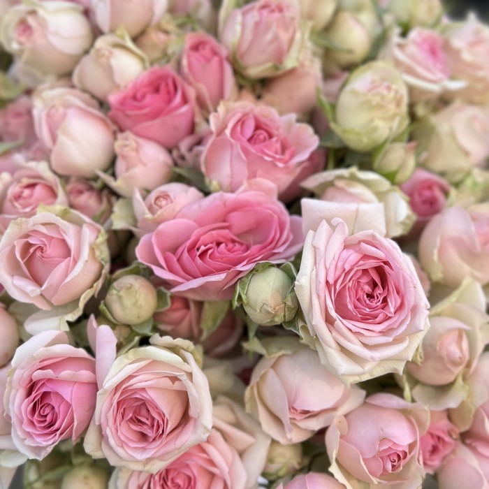 Кустовая роза Динара 40 см