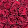 35 красных роз Мадам Ред 50 см