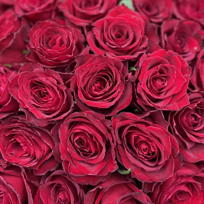 35 красных роз Мадам Ред 50 см