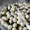 Премиум букет из 101 белого пиона