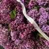 Премиум букет ароматной сирени