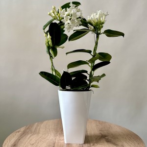 Стефанотис (Домашний жасмин)