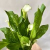 Калла белая в горшке