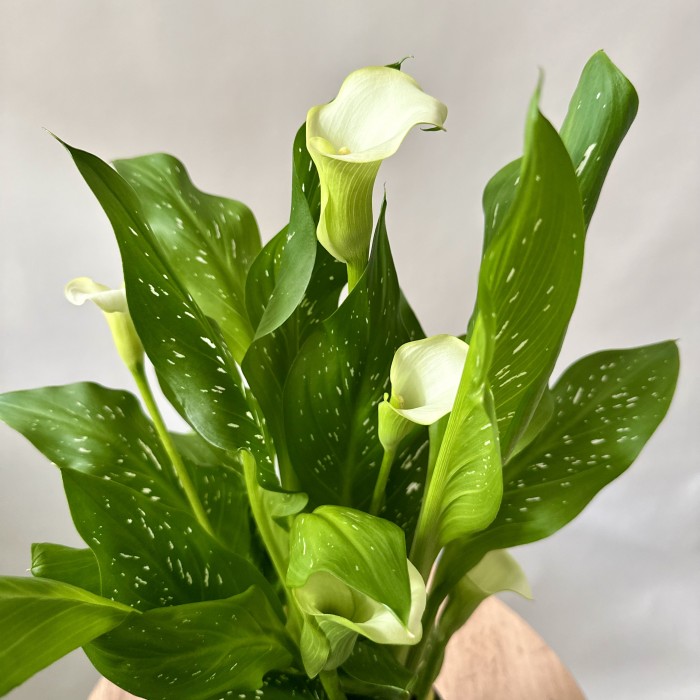 Калла белая в горшке