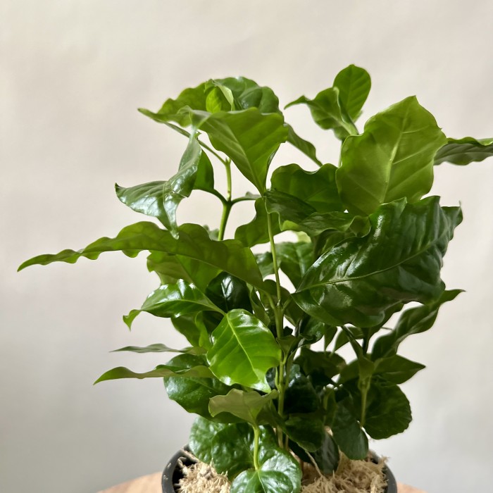 Кофейное дерево / Кофе Арабика