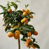 Цитрус кумкват
