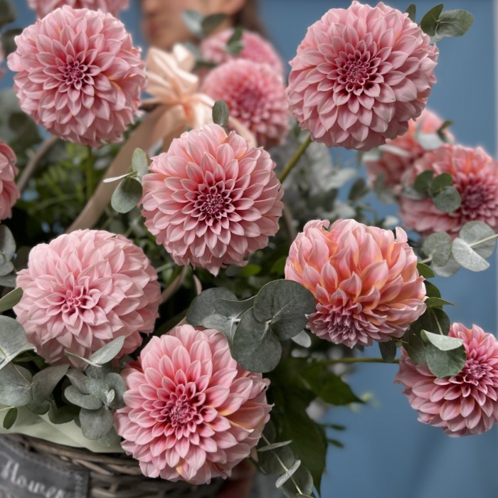 15 лососевых георгин в корзине