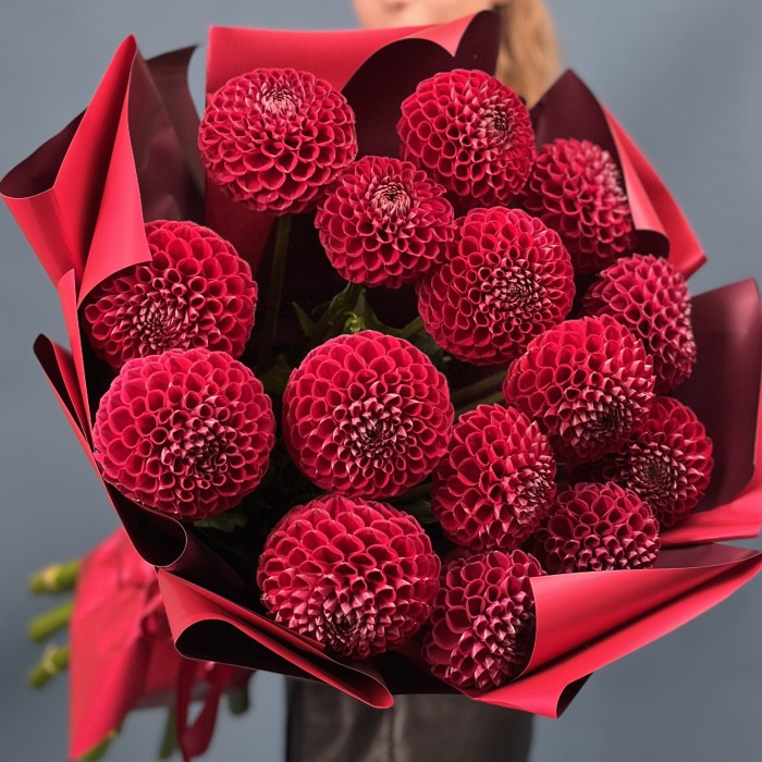 15 темно-красных Георгин помпон