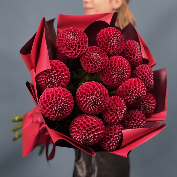 15 темно-красных Георгин помпон