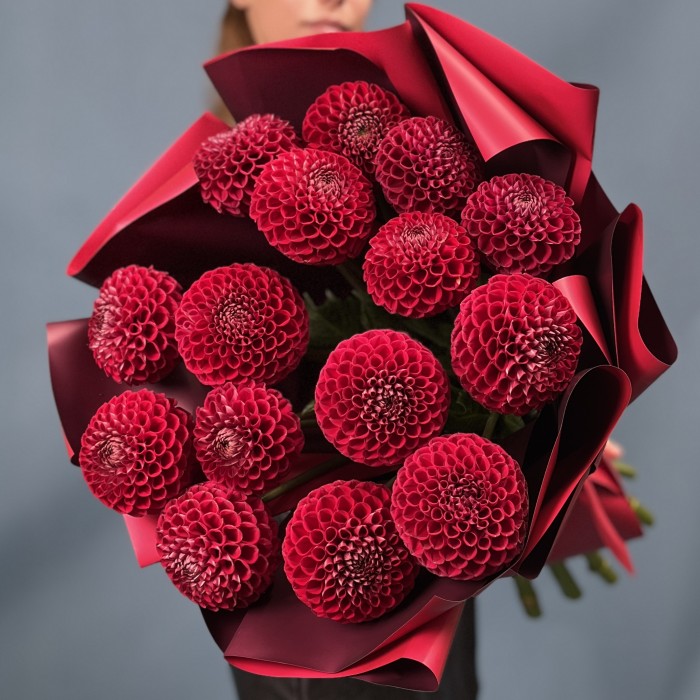 15 темно-красных Георгин помпон