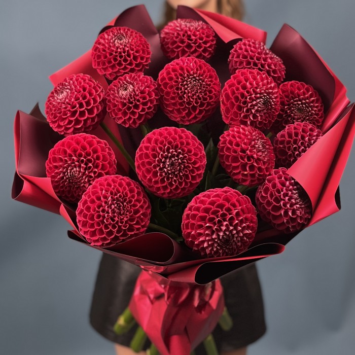 15 темно-красных Георгин помпон