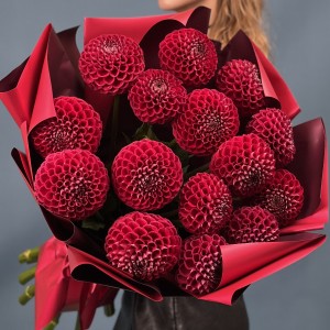 15 темно-красных Георгин помпон