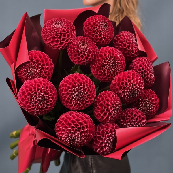 15 темно-красных Георгин помпон