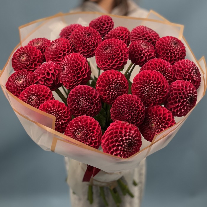 25 темно-красных Георгин помпон