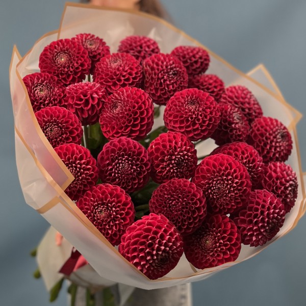 25 темно-красных Георгин помпон