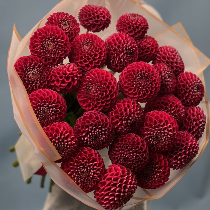 25 темно-красных Георгин помпон