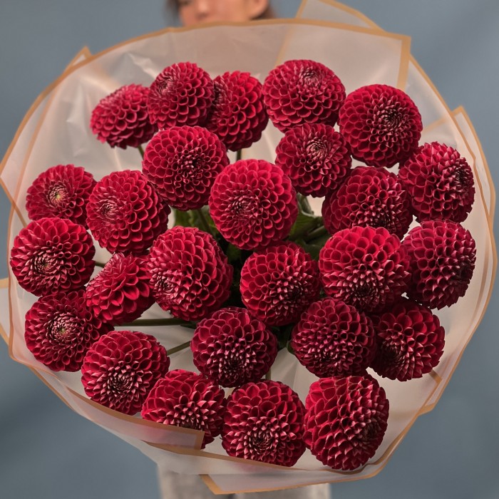 25 темно-красных Георгин помпон