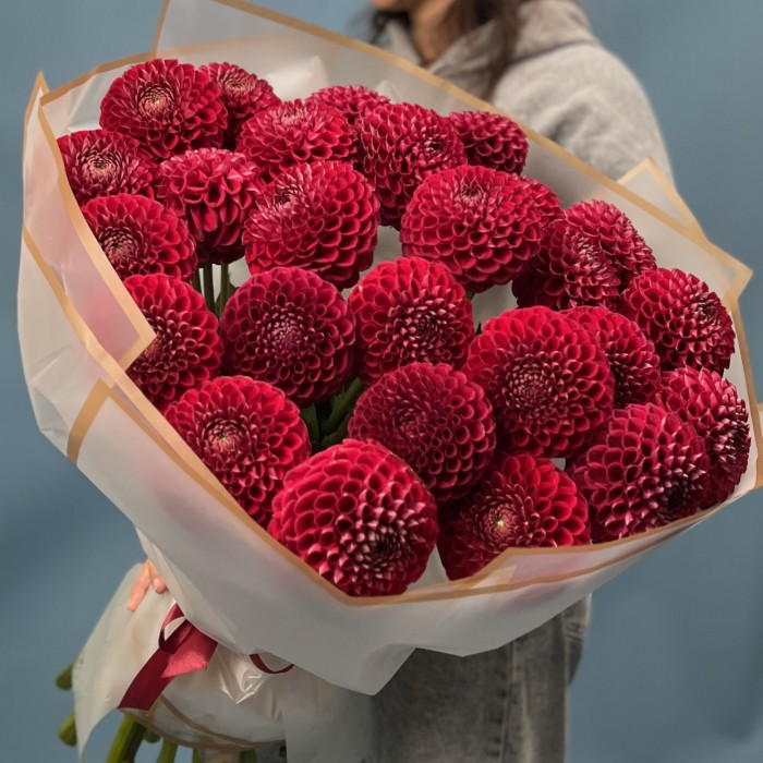 25 темно-красных Георгин помпон