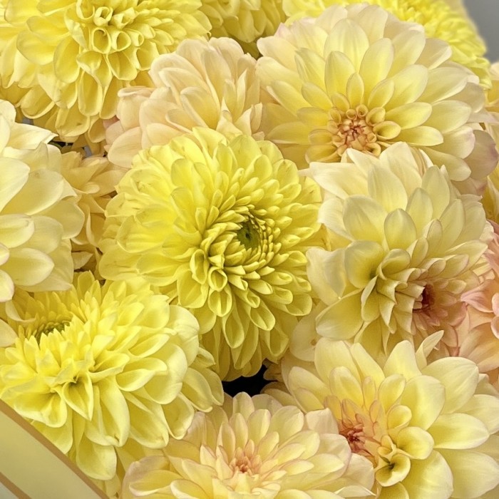 25 желтых георгин микс