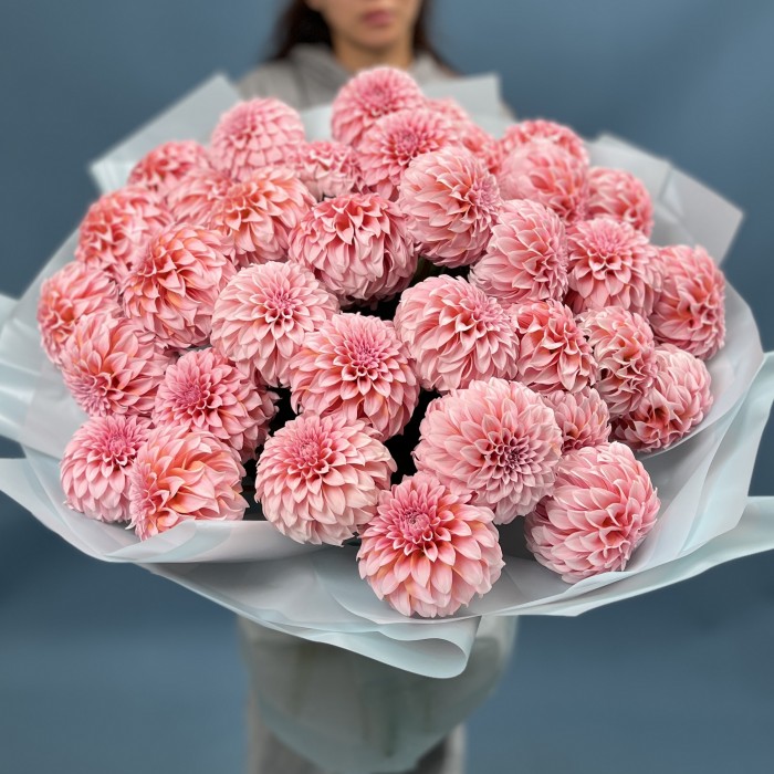 35 лососевых Георгин