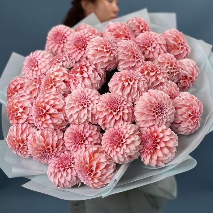 35 лососевых Георгин