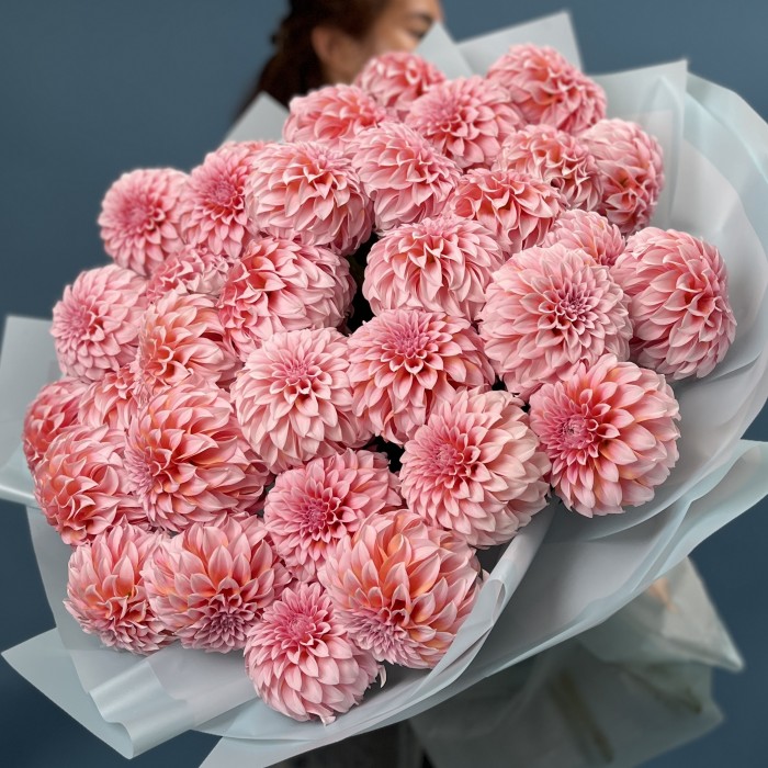 35 лососевых Георгин