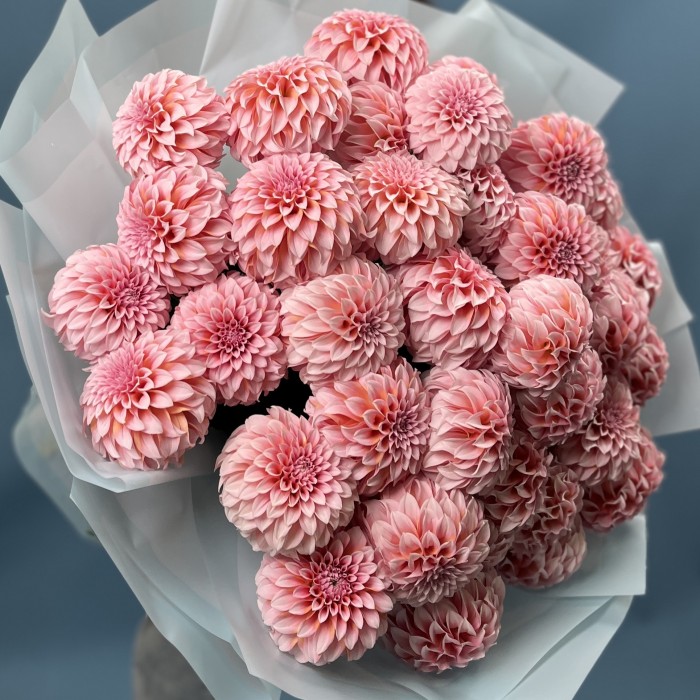 35 лососевых Георгин