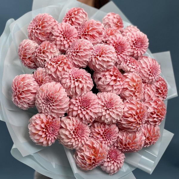 35 лососевых Георгин