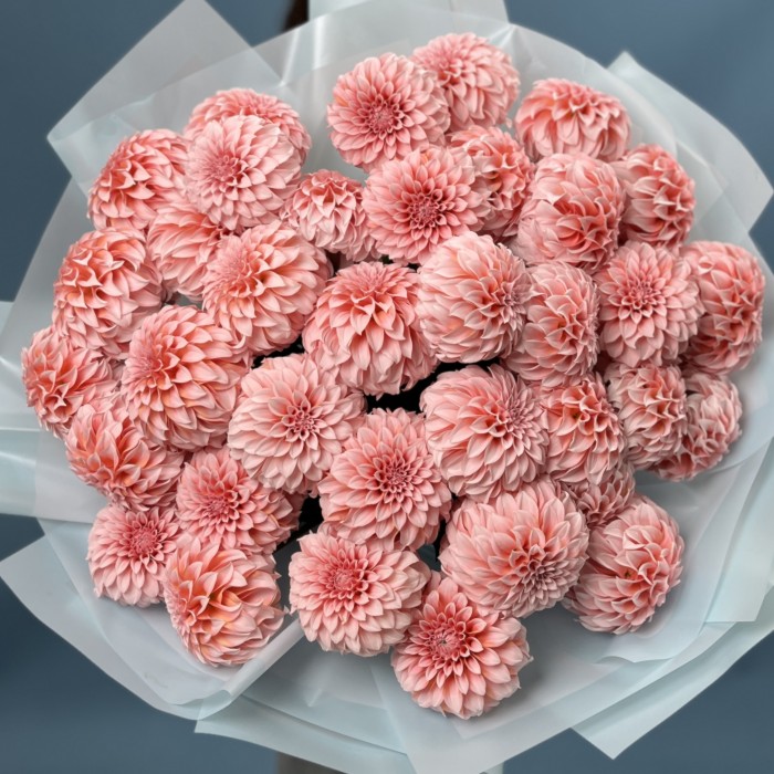 35 лососевых Георгин