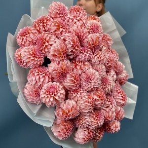 51 лососевый Георгин