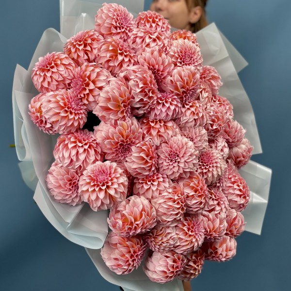 51 лососевый Георгин