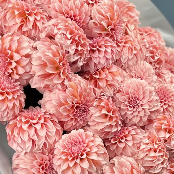 51 лососевый Георгин