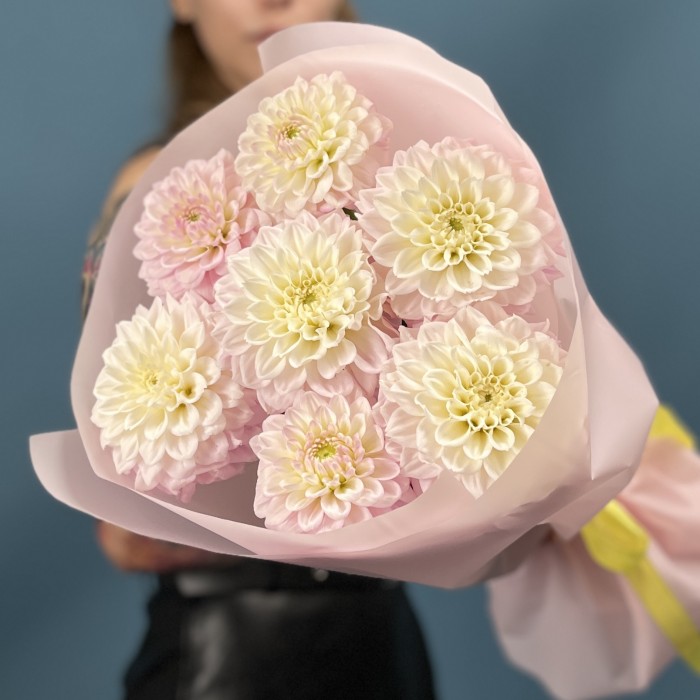 7 бело-розовых георгин помпон