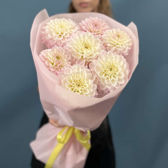 7 бело-розовых георгин помпон