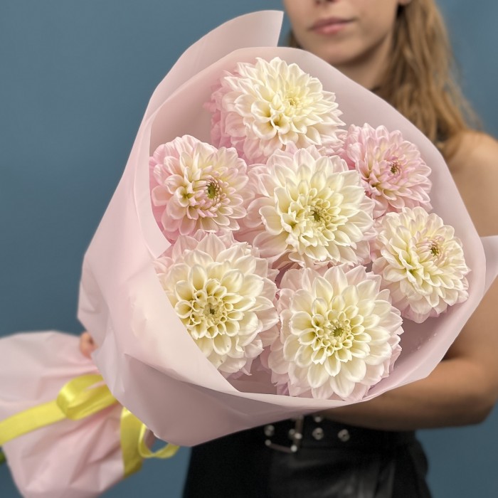 7 бело-розовых георгин помпон