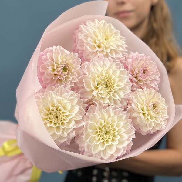 7 бело-розовых георгин помпон