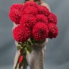 Пышный красный георгин