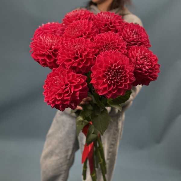 Пышный красный георгин