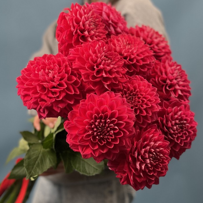 Пышный красный георгин