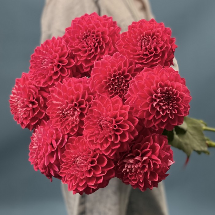 Пышный красный георгин