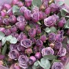 25 кустовых роз Перпл скай 50 см с эвкалиптом