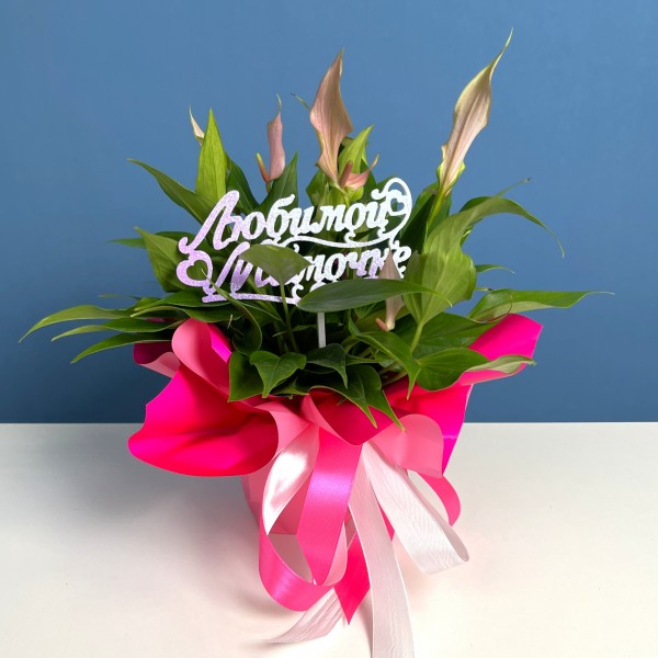 Антуриум Лилли в подарочной упаковке