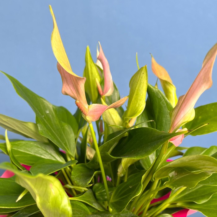 Антуриум Лилли в подарочной упаковке