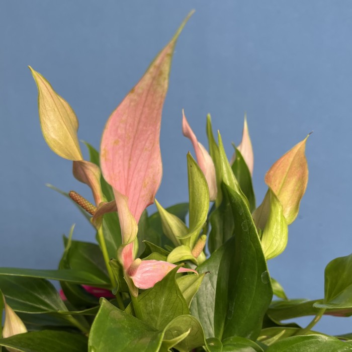 Антуриум Лилли в подарочной упаковке