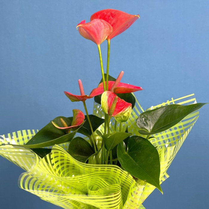 Антуриум ярко-розовый в подарочной упаковке