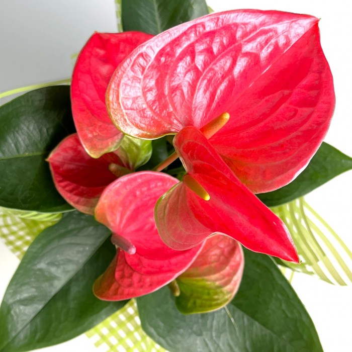 Антуриум ярко-розовый в подарочной упаковке