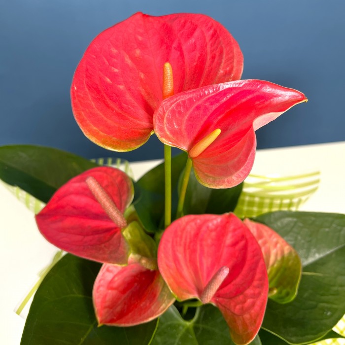 Антуриум ярко-розовый в подарочной упаковке