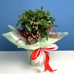 Ардизия в подарочной упаковке